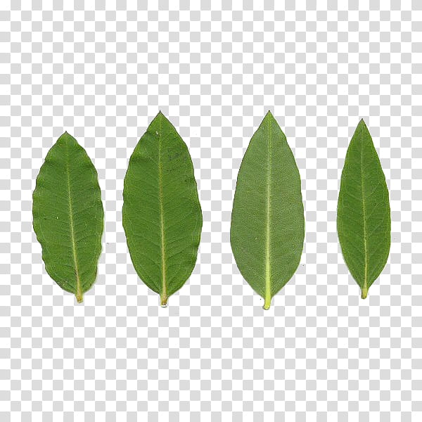 Whatever Stuff, four green leaves transparent background PNG clipart