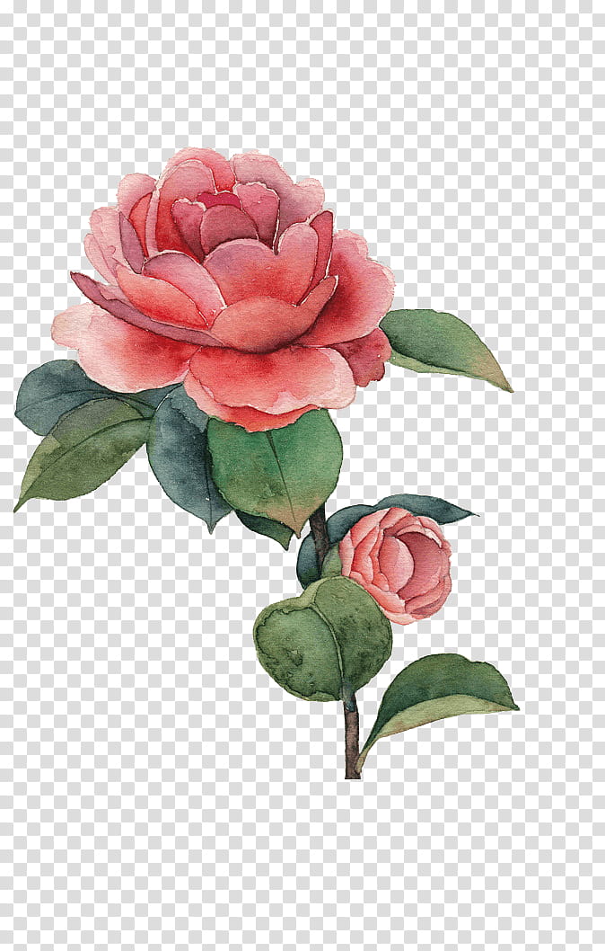 Watercolor Pink Flowers, Watercolor Painting, Rose, Drawing, Flower Painting, Painting Flowers A Creative Approach, Garden Roses, Plant transparent background PNG clipart