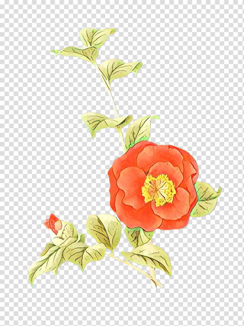 Watercolor Flower, Garden Roses, Cabbage Rose, Cut Flowers, Still Life , Floral Design, Petal, Camellia transparent background PNG clipart