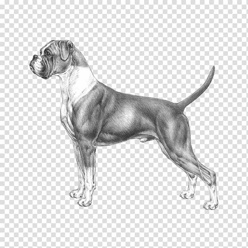 Cartoon Dog, Boxer, Bullenbeisser, St Bernard, Great Pyrenees, Animal Husbandry, Il Rottweiler, Race transparent background PNG clipart