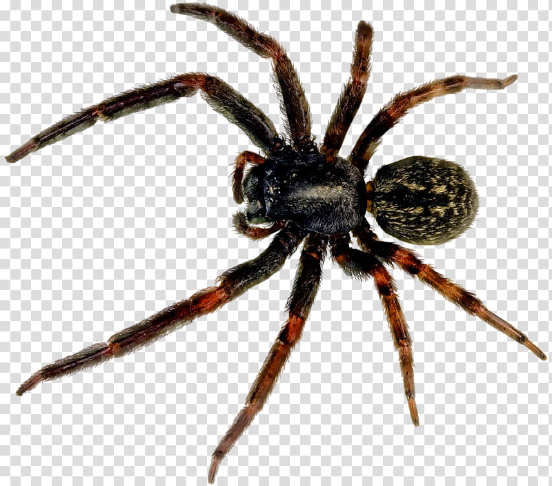 spider, black and brown arachnid transparent background PNG clipart