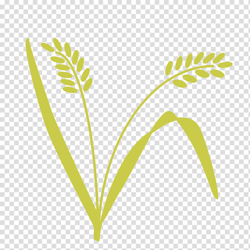 Rice, Cereal, Barley, Emmer, Grain, Grasses, Einkorn Wheat, Rye transparent background PNG clipart