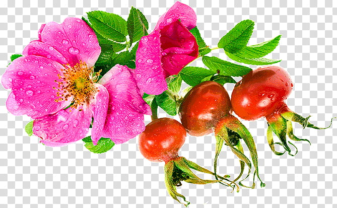 Floral Wreath, Rose Hip, Flower, Rosa Glauca, Lingonberry, Food, Petal, Floral Design transparent background PNG clipart