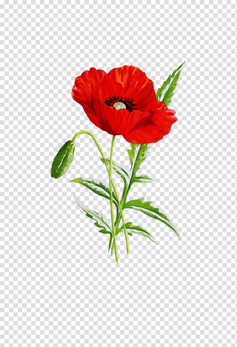 flower red plant oriental poppy coquelicot, Watercolor, Paint, Wet Ink, Petal, Corn Poppy, Pheasantseye transparent background PNG clipart