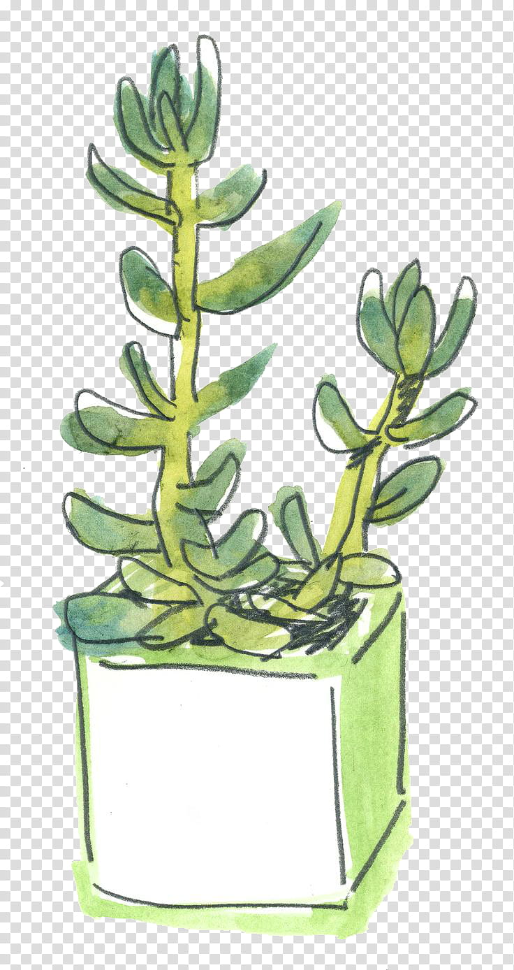 Cactus, green-leafed plant with pot illustration transparent background PNG clipart