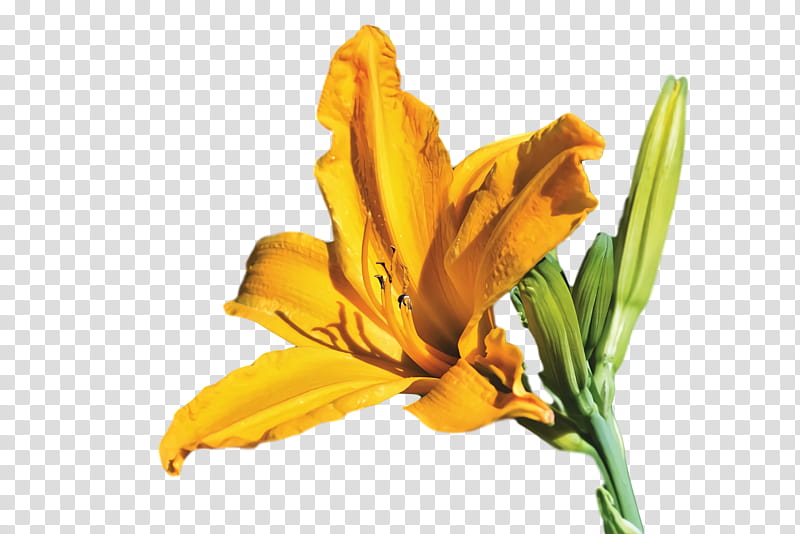 spring flower spring floral flowers, Yellow, Plant, Daylily, Petal, Yellow Iris, Lily Family transparent background PNG clipart