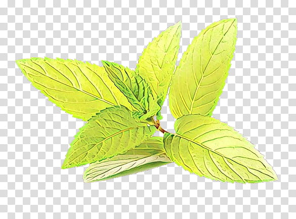 leaf green plant flower mint, Herb, Tree transparent background PNG clipart