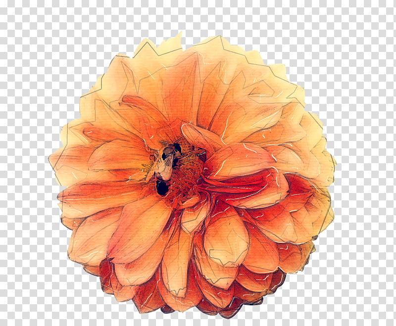 Orange, Flower, Petal, Plant, Zinnia, Pink, Yellow, Peach transparent background PNG clipart