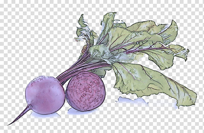turnip vegetable rutabaga plant leaf, Food, Root Vegetable, Solanum, Beetroot transparent background PNG clipart
