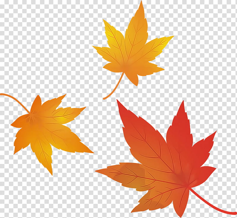 maple leaves autumn leaves fall leaves, Leaf, Maple Leaf, Tree, Yellow, Orange, Plant, Woody Plant transparent background PNG clipart