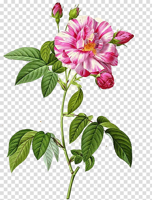 , pink roses art transparent background PNG clipart