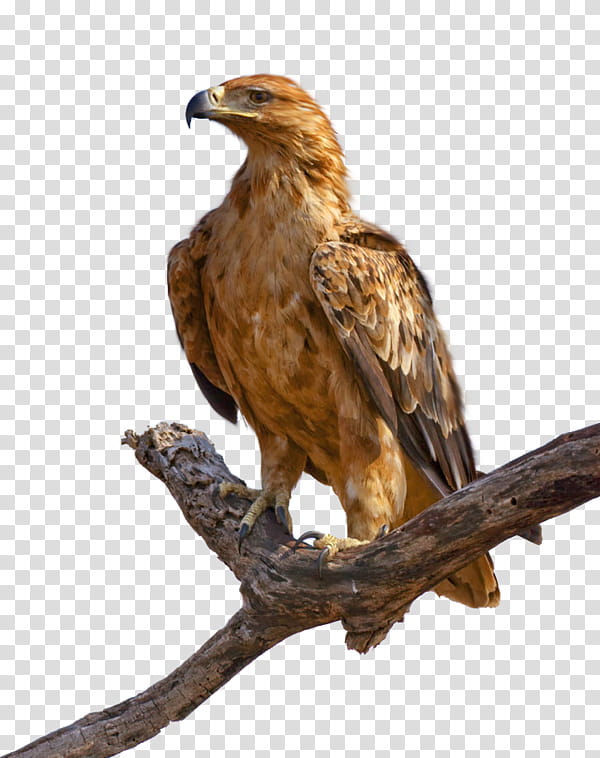 Bird, Bald Eagle, Tawny Eagle, Accipitridae, Hawk, Bird Of Prey, Golden Eagle, Kite transparent background PNG clipart