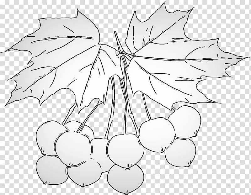 Plane, Leaf, Grape Leaves, Grapevine Family, Tree, Plant, Blackandwhite, Vitis transparent background PNG clipart