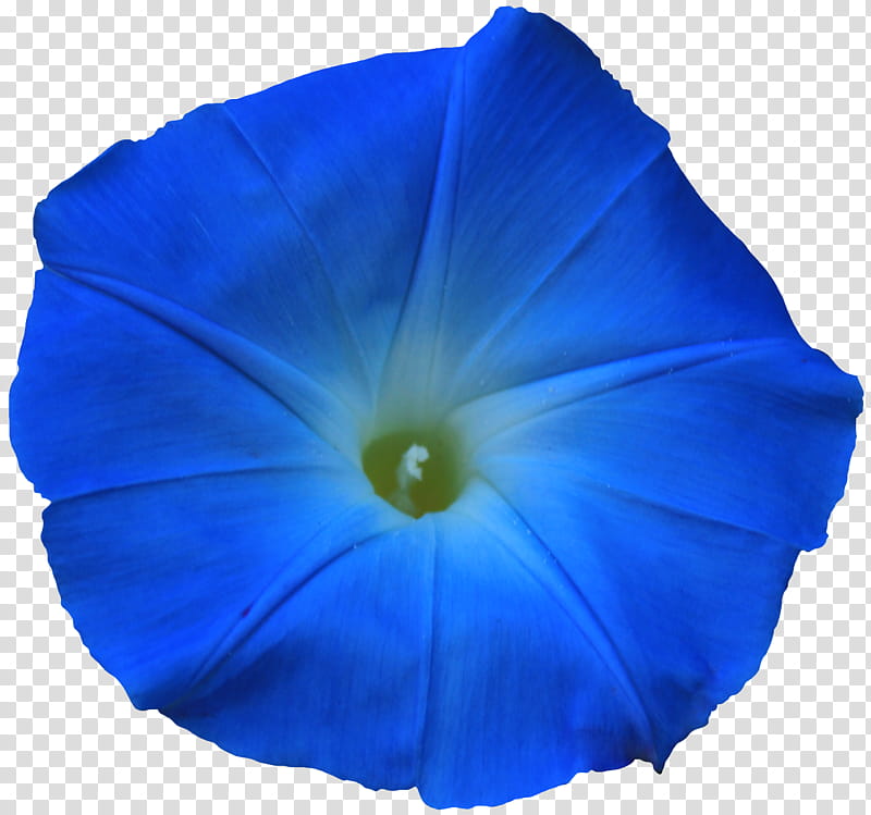 Bright Blue Morning Glory transparent background PNG clipart