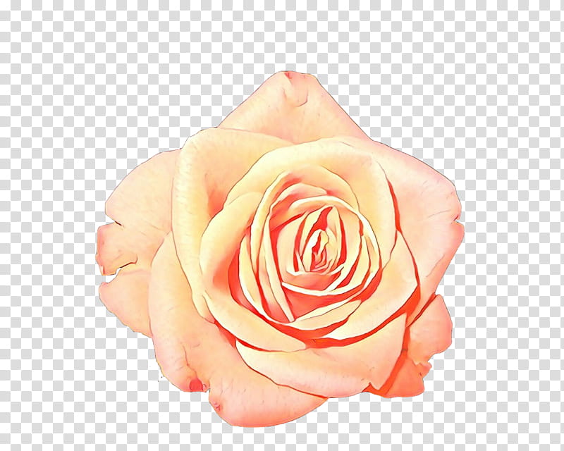 Garden roses, Pink, Orange, Hybrid Tea Rose, Flower, Petal, Rose Family, Floribunda transparent background PNG clipart