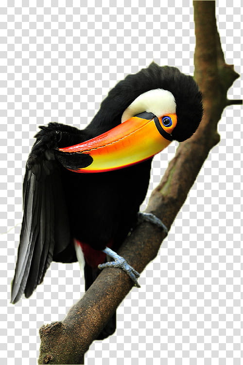 Hornbill Bird, Toco Toucan, Parrot, Beak, Keelbilled Toucan, Animal, Black Hornbill, Blackandwhitecasqued Hornbill transparent background PNG clipart