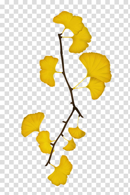 Flowers, Maidenhair Tree, Baiera, Leaf, Vascular Plant, Bank, Ginkgo, Yellow transparent background PNG clipart