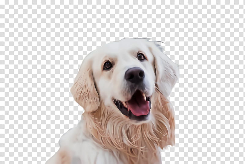dog transparent background