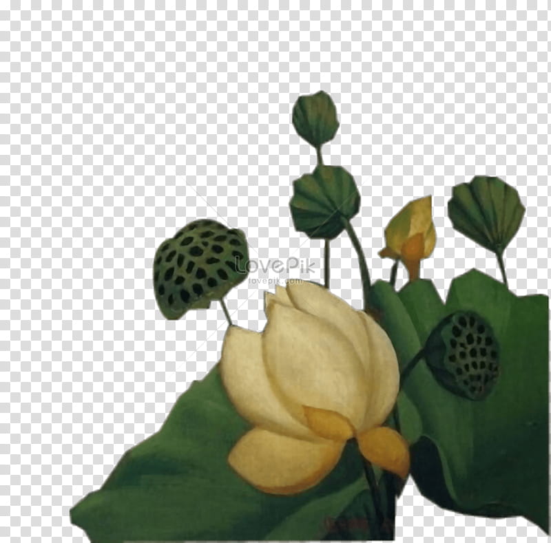 Lotus Flower, Sacred Lotus, Painting, Petal, Plant, Leaf, Flowerpot, Plant Stem transparent background PNG clipart