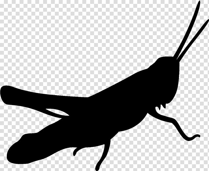 Silhouette Insect, Grasshopper, Drawing, Cricket, Locust, White, Black, Leg transparent background PNG clipart