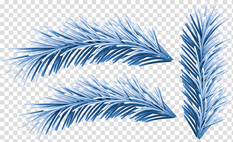 Feather, Colorado Spruce, White Pine, Tree, Leaf, Plant, Line, Red Pine transparent background PNG clipart