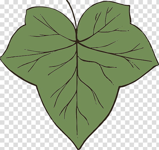 Green Leaf, Plant Stem, Symmetry, Plants, Color, Shamrock, Tree, Copying transparent background PNG clipart