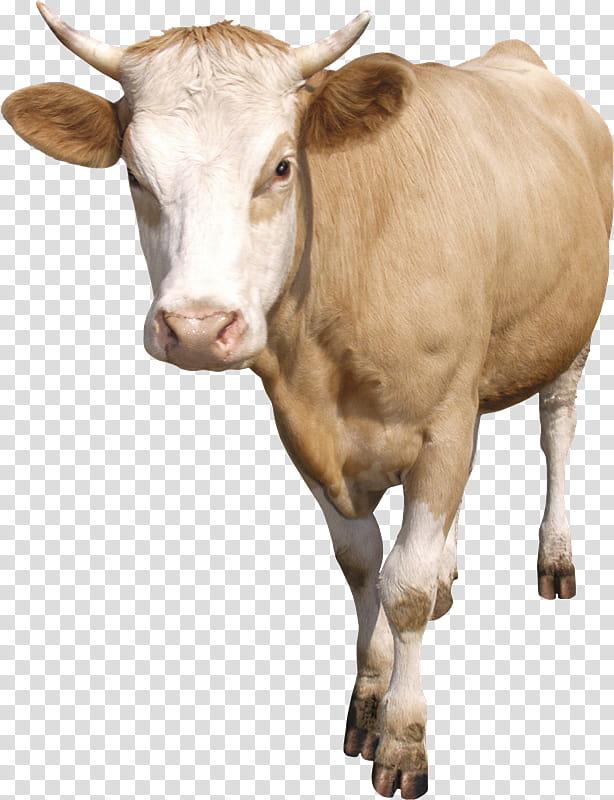 Cow, Taurine Cattle, Calf, Dairy Cattle, Cattle Feeding, Live, Agriculture, Fodder transparent background PNG clipart