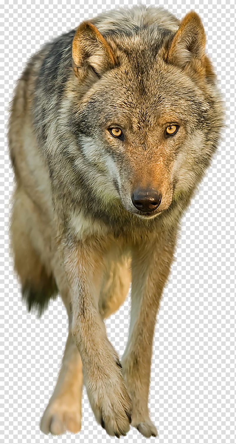Wolf on a background, brown and black wolf transparent background PNG clipart