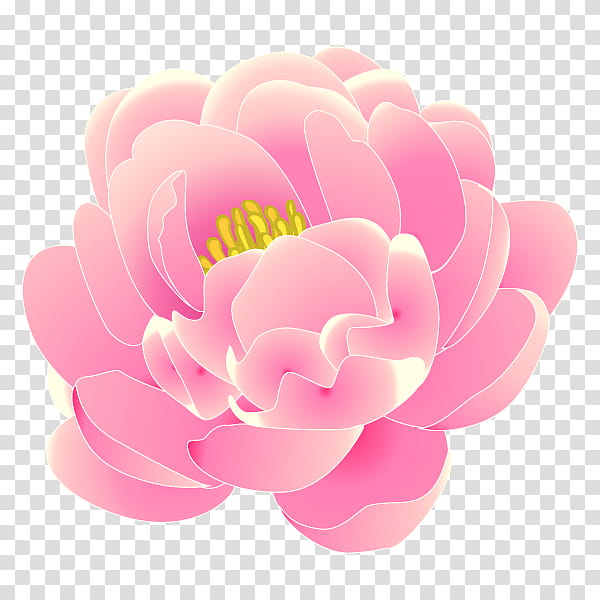Pink Flower, Peony, Knowledge, Skin, Price, Closeup, Higan, Meal transparent background PNG clipart