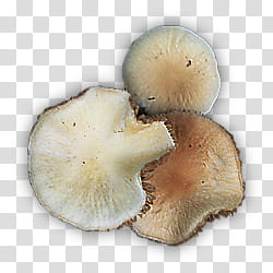 RPG Map Elements , white mushroom transparent background PNG clipart