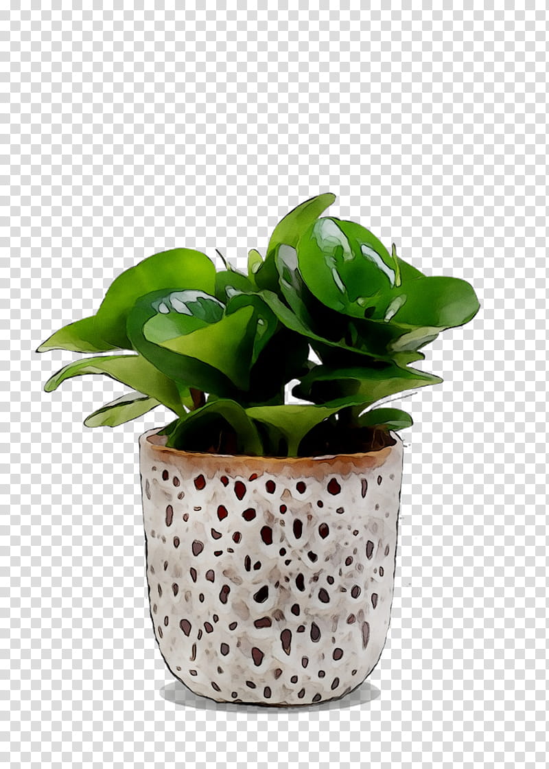 Basil Leaf, Houseplant, Flowerpot, Anthurium, Alismatales, Herb, Arum Family transparent background PNG clipart