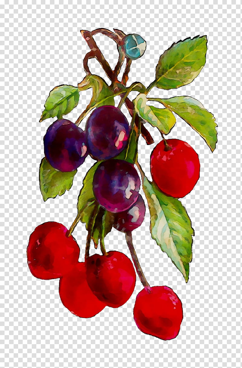 Tree Of Life, Lingonberry, Cranberry, Bilberry, Damson, Berries, Still Life , Superfood transparent background PNG clipart