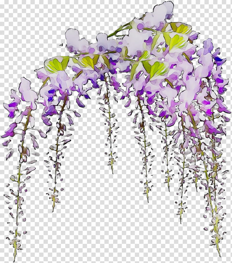 Flowers, Floral Design, Ivy Stickers, Blog, Violin, Internet Meme, Wisteria, Lavender transparent background PNG clipart
