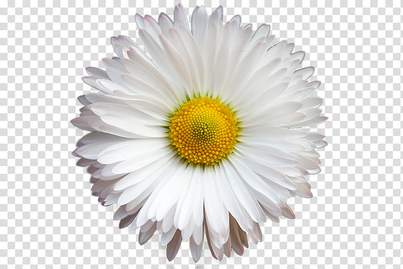 , white and yellow daisy art transparent background PNG clipart