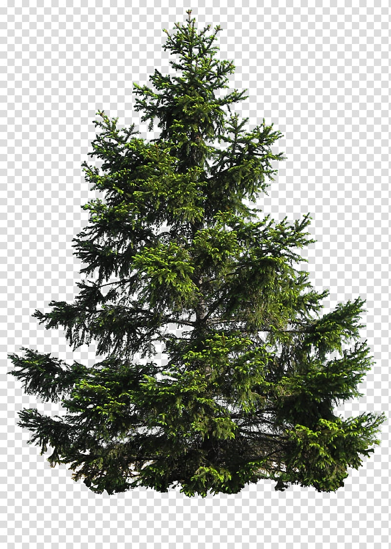 PINE TREE, pine tree illustration transparent background PNG clipart