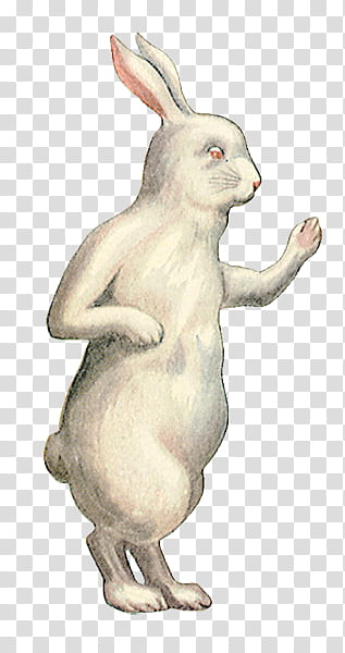 Alice in Wonderland s, grey rabbit illustration transparent background PNG clipart