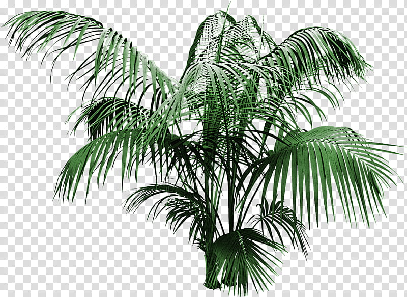 Palm tree, Plant, Arecales, Elaeis, Vegetation, Terrestrial Plant, Woody Plant, Leaf transparent background PNG clipart