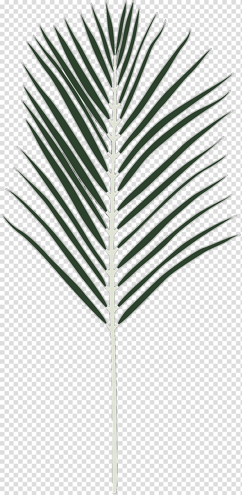 Cartoon Palm Tree, Palm Trees, Line, Leaf, Plant, Arecales transparent background PNG clipart