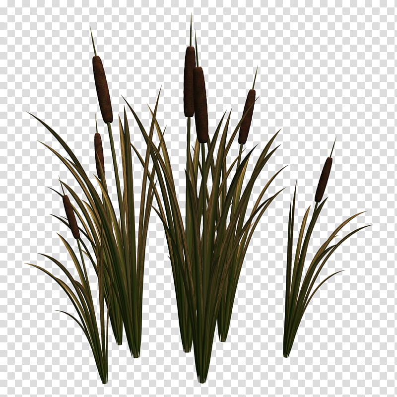 Grass, Sweet Grass, Commodity, Plant, Grass Family transparent background PNG clipart