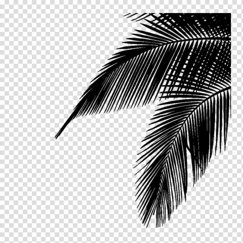Palm Tree Drawing, Palm Trees, Leaf, Plants, Palm Branch, White, Black, Minimalism transparent background PNG clipart