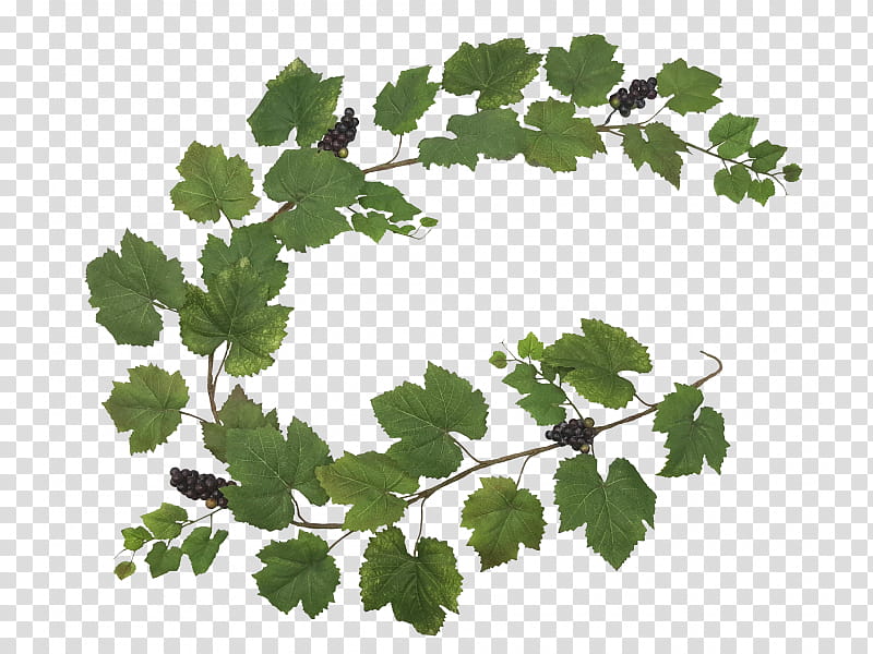 Family Tree, Grapevine, Twig, Leaf, Greens, Family M Invest Doo, Branch, Plant transparent background PNG clipart