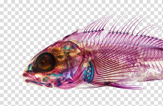 DVL PRY S, purple and pink fish illustration transparent background PNG clipart