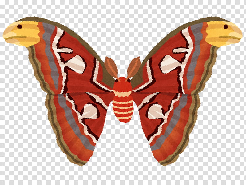 Summer Person, Atlas Moth, Butterfly, Summer
, Night, Insect, Food, Autumn transparent background PNG clipart