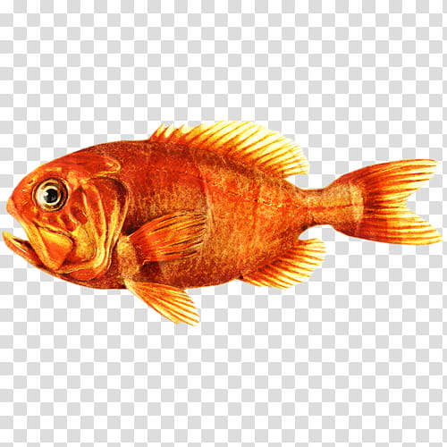 Fish, Goldfish, Orange Roughy, Biology, Tail, Feeder Fish, Fin, Bonyfish transparent background PNG clipart