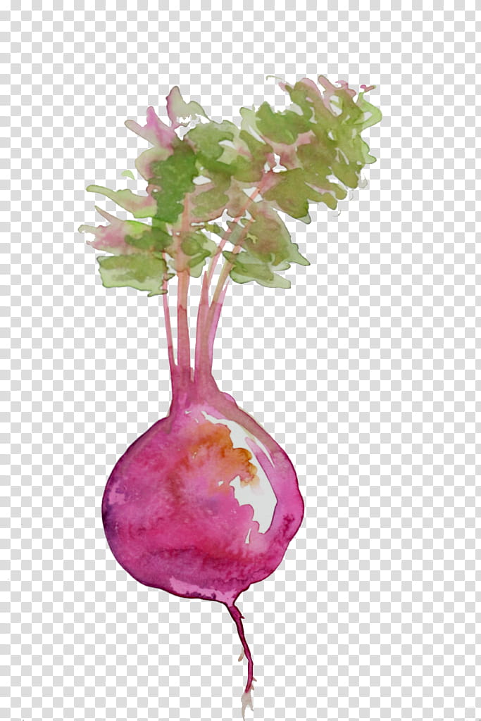 Watercolor Plant, Beetroot, Beetroots, Food, Watercolor Painting, Vegetable, Salad, Cooking transparent background PNG clipart