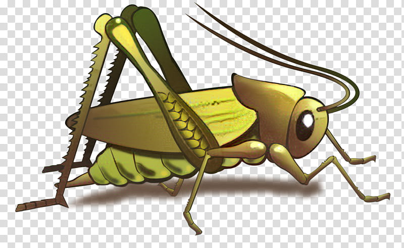 Reading, Grasshopper, Cricket, Tshirt, Insect, Clothing, Locust, Shoe transparent background PNG clipart