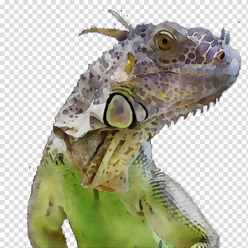 Mouth, Iguanas, Green Iguana, Biology, Name, Royal Society Of Biology, Animal, Lizard transparent background PNG clipart