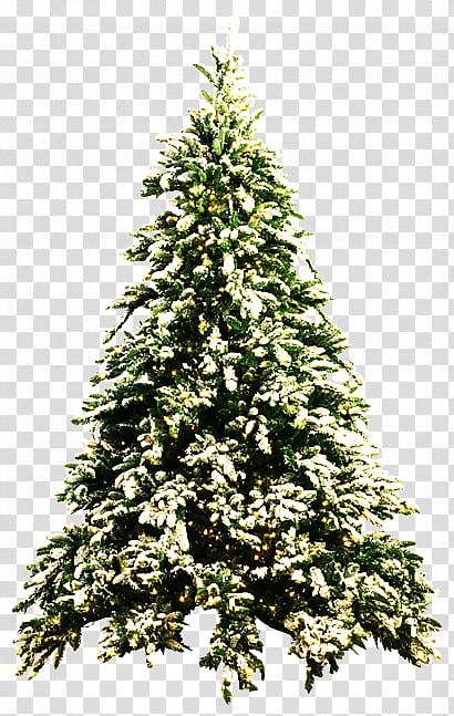 Christmas Tree, green pine tree transparent background PNG clipart