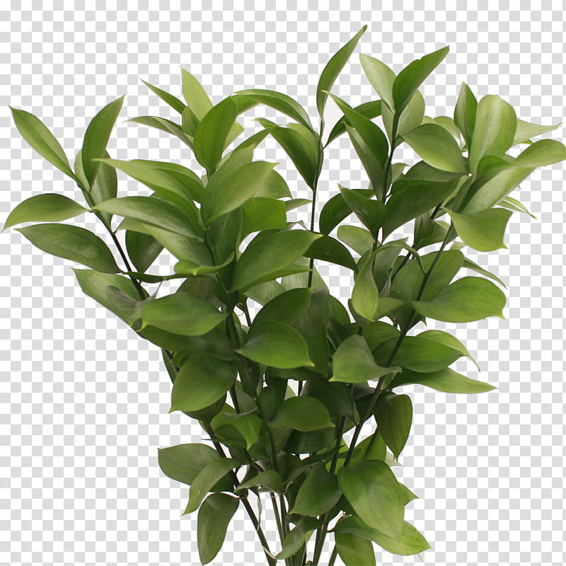 Tree Leaf, Plant Stem, Ruscus, Shrub, Length, Weight, Quarterback, Houseplant transparent background PNG clipart