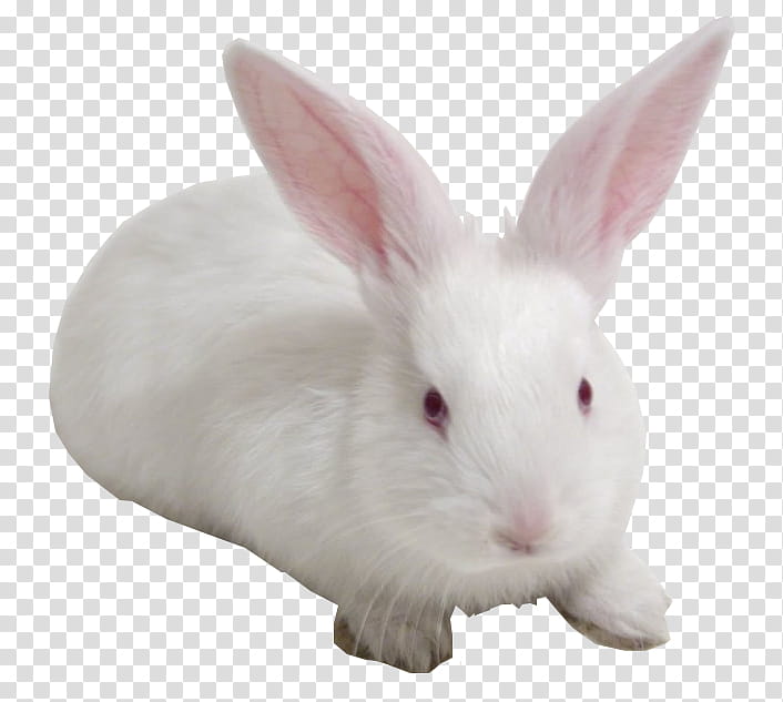 white bunny transparent background PNG clipart